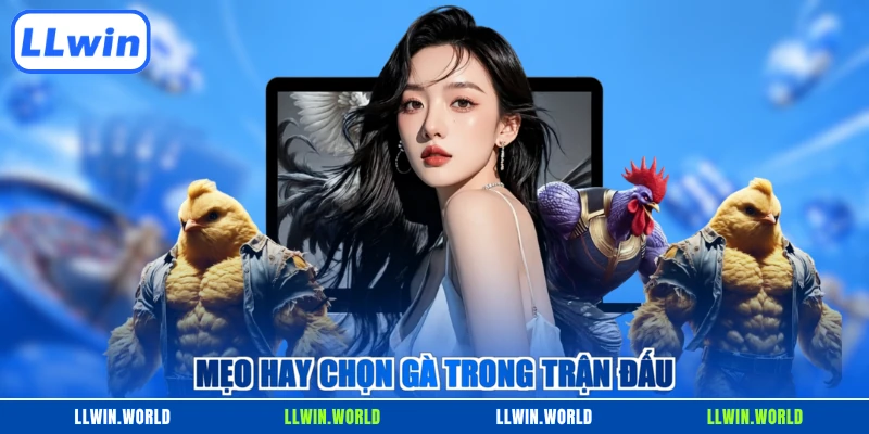Mẹo hay chọn gà trong trận đấu